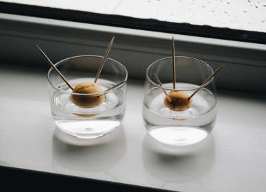 Avocado seeds