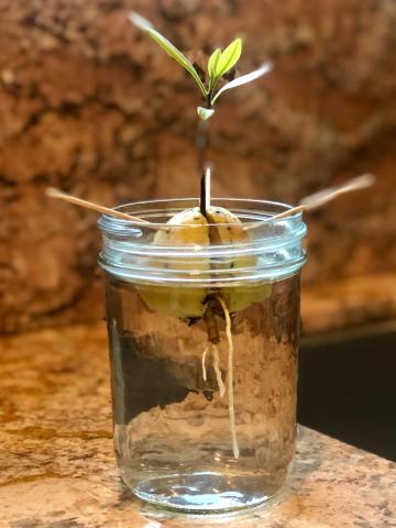 Grow your own