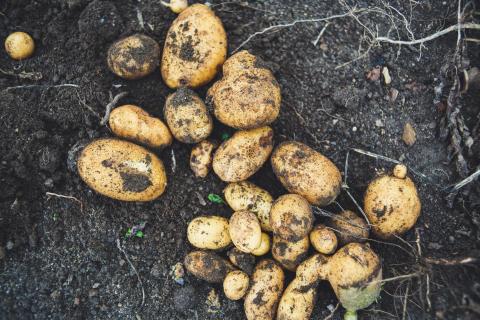New potatoes