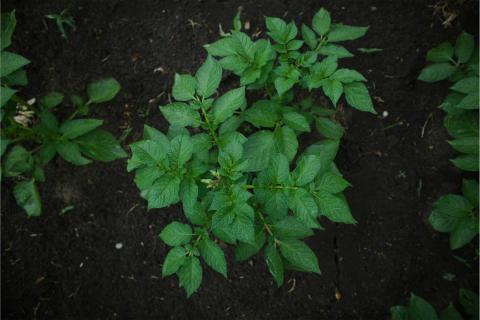 Potatoes and sweet potatoes