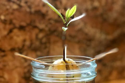 Avocado seed