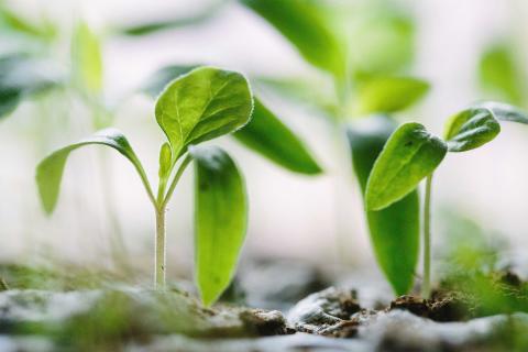 Growing vegetables