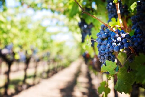 British vineyard